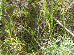 Hecatesia fenestrata