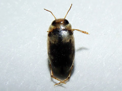 Bidessini