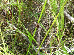 Hecatesia fenestrata