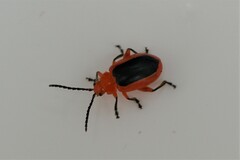 Disonycha discoidea