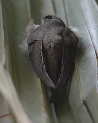 Cypsiurus parvus myochrous