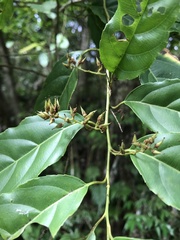Itea