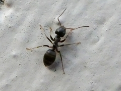 Lasius
