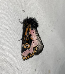 Xanthopastis regnatrix
