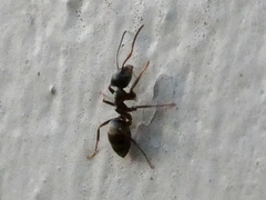 Lasius