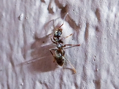 Lasius