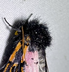 Xanthopastis regnatrix