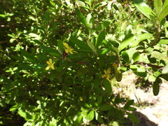 Hibbertia aspera