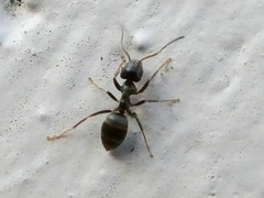 Lasius