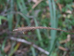 Carex phleoides