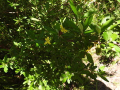 Hibbertia aspera
