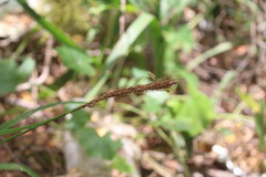 Carex phleoides