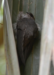 Cypsiurus parvus myochrous