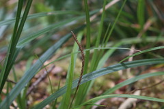 Carex phleoides