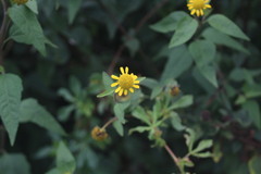 Leptocarpha rivularis