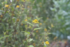 Leptocarpha rivularis