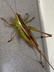 Conocephalus albescens