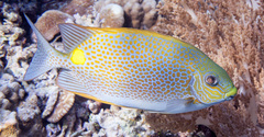 Siganus guttatus