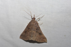 Hypena edictalis