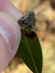 Phytomyza glabricola