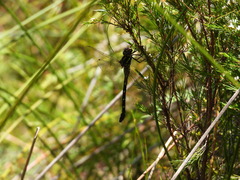Austroaeschna pulchra