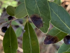 Phytomyza glabricola