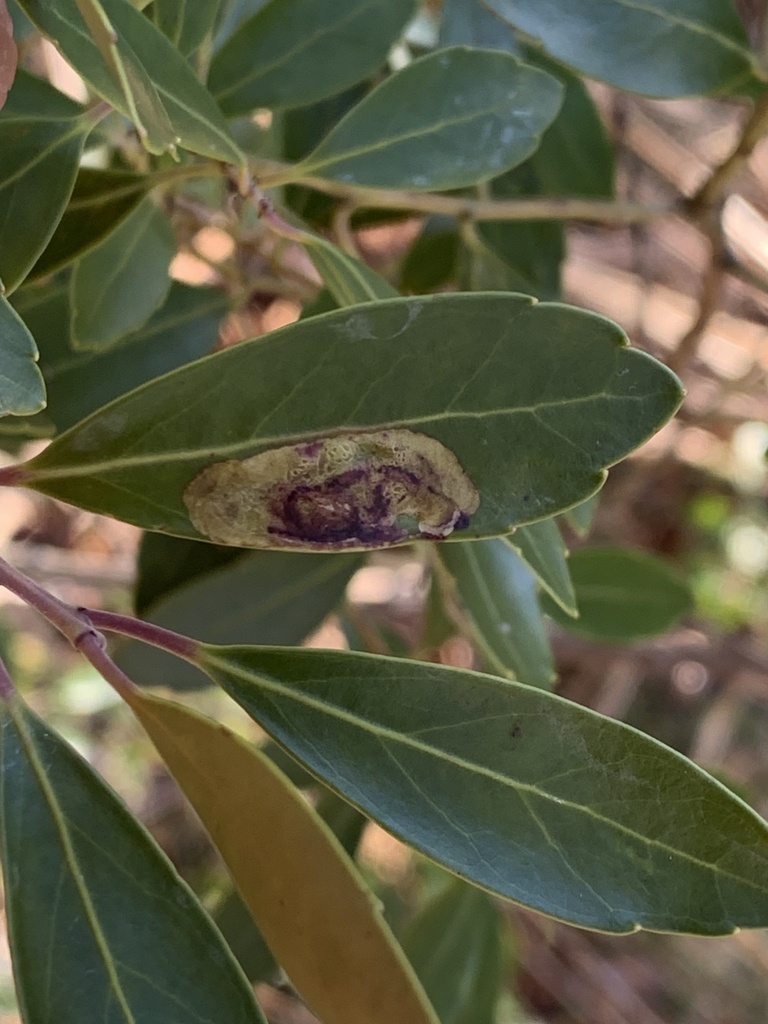 Inkberry Holly Leafminer