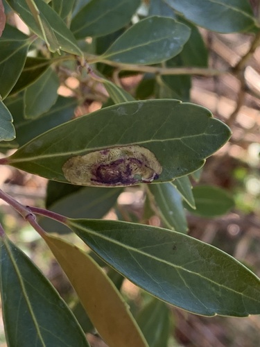 Inkberry Holly Leafminer