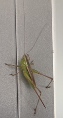 Conocephalus albescens