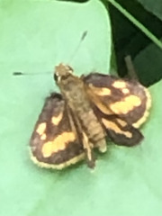 Taractrocera luzonensis