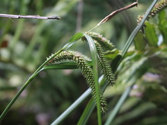 Carex multispicata
