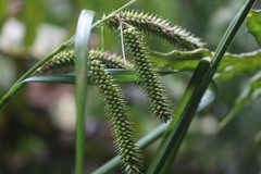 Carex multispicata