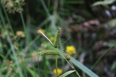 Carex multispicata