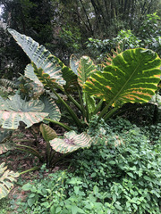 Alocasia macrorrhizos