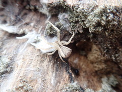 Sidymella trapezia