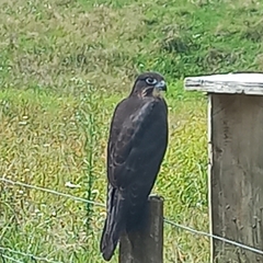 Falco novaeseelandiae