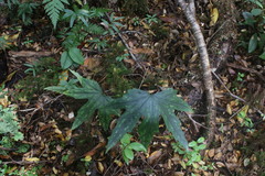 Knowltonia hepaticifolia