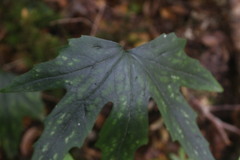 Knowltonia hepaticifolia