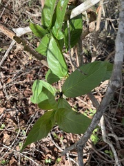 Cephalanthus occidentalis
