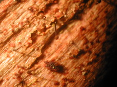 Chaenotheca brunneola