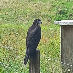 Falco novaeseelandiae