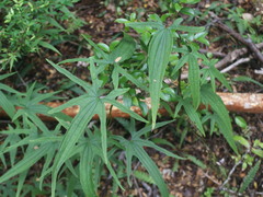 Dioscorea brachybotrya