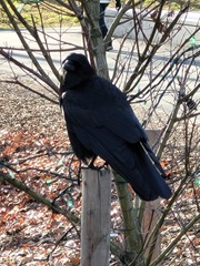 Corvus brachyrhynchos
