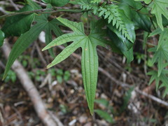 Dioscorea brachybotrya