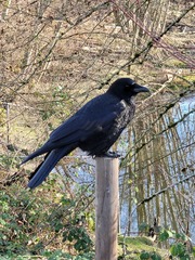 Corvus brachyrhynchos