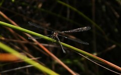 Austroargiolestes icteromelas