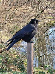 Corvus brachyrhynchos