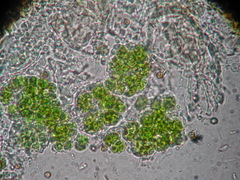 Chaenotheca brunneola