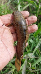 Bartail Hoplo photo 2