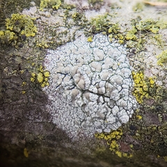 Lecanora symmicta